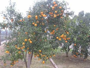 ���յĽ�����